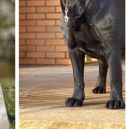 Labrador Retrievers from Caledonia Labradors