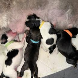 Miniature Schnauzer puppies from Von Baron Schnauzers