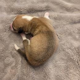 Girl 4 - Sable female Pembroke Welsh Corgi puppy in Bell, Florida from Little Bit Corgis