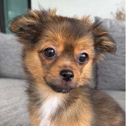 Sunshine Mi-Ki's Archie - Brown male Mi-Ki puppy in Fort Myers Beach, Florida from Sunshine Mi-Ki's