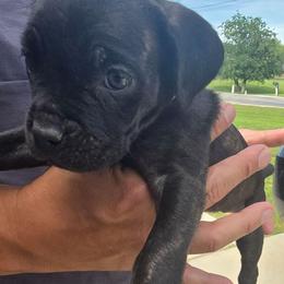 Green collar male - Black brindle male Cane Corso puppy in Granbury, Texas from La Muerte Corso Kennel
