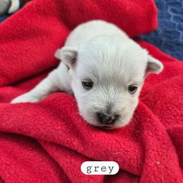 3rd Pick Male - White male West Highland White Terrier puppy in Mayo, Florida from Carrot Tails LLC