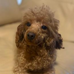 Merlot - Red  male Poodle puppy in El Sobrante, California from Mckendra's Legacy
