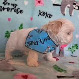 Cloud - White male Shih Tzu puppy in Silver Springs, Nevada from Meadowlyn's Dream Shih Tzu