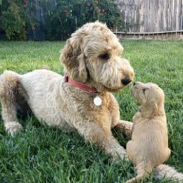 Lexi - Goldendoodle