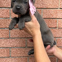 Boy 2 - Gray male Cane Corso puppy in Highland, Illinois from C&I Elite Cane Corso