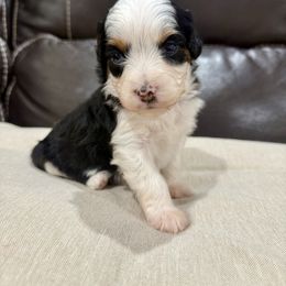 Cindy Lou - Black tri-color female Aussiedoodle puppy in Heber City, Utah from Junipersdoodles