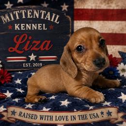 Liza - Red female Dachshund puppy in Hudson, Michigan from Mittentail Kennel Miniature Dachshunds & Australian Shepherds