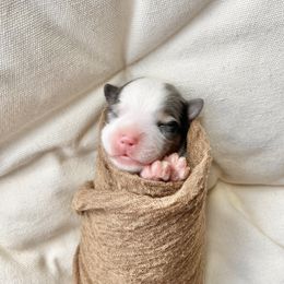 Pomeranian, Pomsky, and Toy Australian Shepherd Puppies from Blessed Little Paws