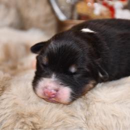 Chiot - Black tri-color male Australian Shepherd puppy in Kirksville, Missouri from BellSharps Australian Shepherds