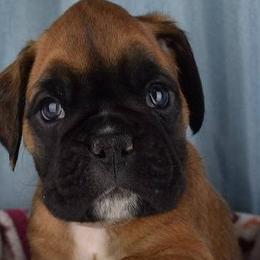Boxers from Bristle's Boxers
