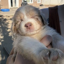 Girl 4 - female Australian Shepherd puppy in Murrieta, California from So Fetch Aussies