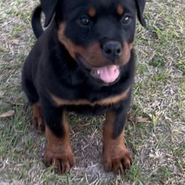 Girl 3 - Rottweiler puppy in Georgia from Mottled Creek Farm