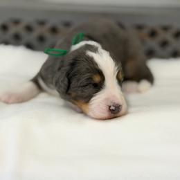Mr. Ginger Ale - Blue merle male Bernedoodle puppy in Hegins, Pennsylvania from Bubbling Springs Doodles, LLC