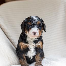 Millie - Tri-color female Bernedoodle puppy in Narvon, Pennsylvania from CBKB Bernedoodle’s