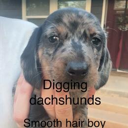 Clover 2000 AKC - Dapple male Dachshund puppy in Denison, Texas from Digging Dachshunds