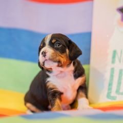 Tango - Sporty Mix puppy in Burnsville, Minnesota from Puzzle Dogs