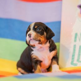 Tango - Sporty Mix puppy in Burnsville, Minnesota from Puzzle Dogs