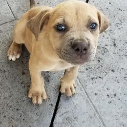 Cane Corso Puppies from Stephenson's Kennel