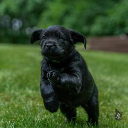 Lime Green Collar - Black female Labrador Retriever puppy in West Newbury, Massachusetts from Riverfront K9