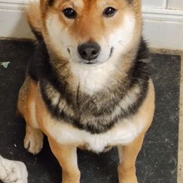 Dalton - Shiba Inu