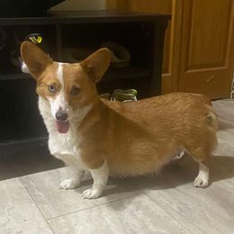 Fairy - American Corgi