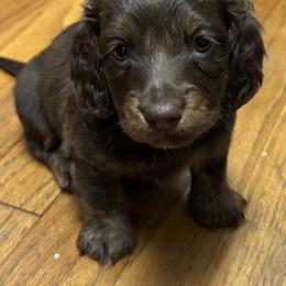 Winston - Chocolate and tan male Dachshund puppy in Plaucheville, Louisiana from Rice City Doxies