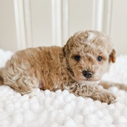 Goldie - Apricot female Poodle puppy in Chapel Hill, North Carolina from Cyndi’s Poodles