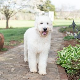 Miss Phoenix Purple - Goldendoodle puppy in Statesville, North Carolina from Parfait Mischen Goldendoodles