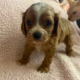 Jack - Red male Cavapoo puppy in Albuquerque, New Mexico from Enchantment Cavapoo & Pugapoo Puppies