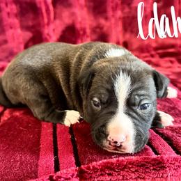 Idaho - Seal brown male American Pit Bull Terrier puppy in Nine Mile Falls, Washington from Bartin Kennels