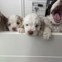 Lagotto Romagnolo Puppies from Tesoro Riccio