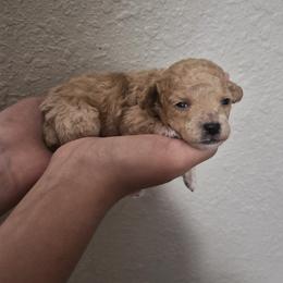 Peanut - Apricot male Poodle puppy in Chandler, Arizona from Fabi Poodle