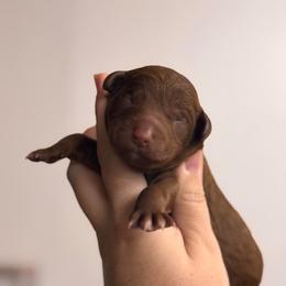 Rocket - Red  male Poodle puppy in Osyka, Mississippi from Southern Sunshine Standards