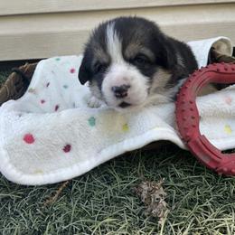Flower - Black and tan female Pembroke Welsh Corgi puppy in Morgantown, Pennsylvania from GoldStar Corgis (License Number 18519)
