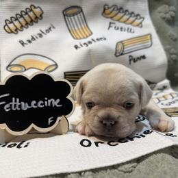 French Bulldog Puppies from Famiglia Frenchies