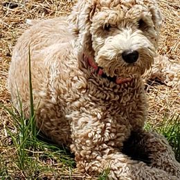 Frieda - Goldendoodle