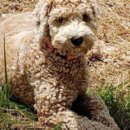 Frieda - Goldendoodle
