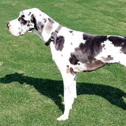 Minnie - Great Dane
