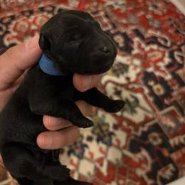 Bruce - Brindle male Scottish Terrier puppy in Stanford, Kentucky from Bluegrass Scottish Terriers