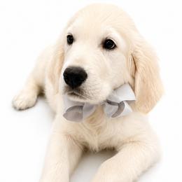 Cody - Light golden male Golden Retriever puppy in Chicago, Illinois from Urbane Retrievers