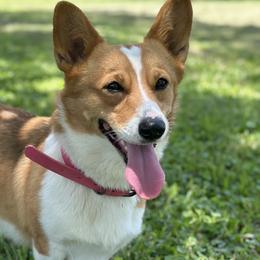 Tulla - Pembroke Welsh Corgi