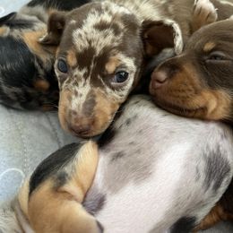 Dachshund Puppies from Weenie Bros