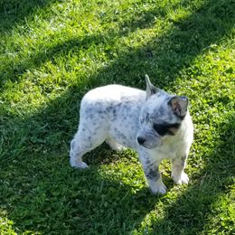 Boy 3 - Australian Cattle Dog puppy in Unicoi, Tennessee from Buffalo Valley AKC Australian Cattle Dogs