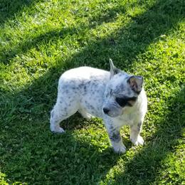 Boy 3 - Australian Cattle Dog puppy in Unicoi, Tennessee from Buffalo Valley AKC Australian Cattle Dogs
