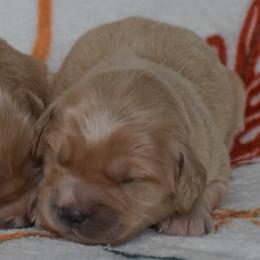 Female 4 of 4 - Cream female Goldendoodle puppy in Macedon, New York from Toodles Goldendoodles