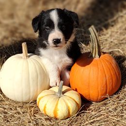 Border Collie Puppies from Bond Border Collies