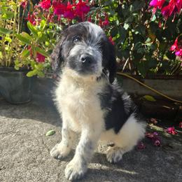Tiny - Black and white male Saint Berdoodle puppy in Castle Rock, Washington from PNW Saint Berdoodles