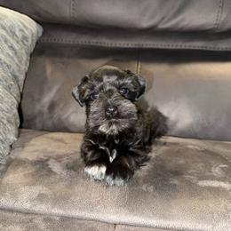 Cookies amazing black girl - Black female Miniature Schnauzer puppy in Forest, Virginia from Prestige Kennel LLC
