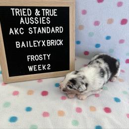 Blue merle  male - Frosty - Blue merle male Australian Shepherd puppy in Cotati, California from Tried and True Aussies